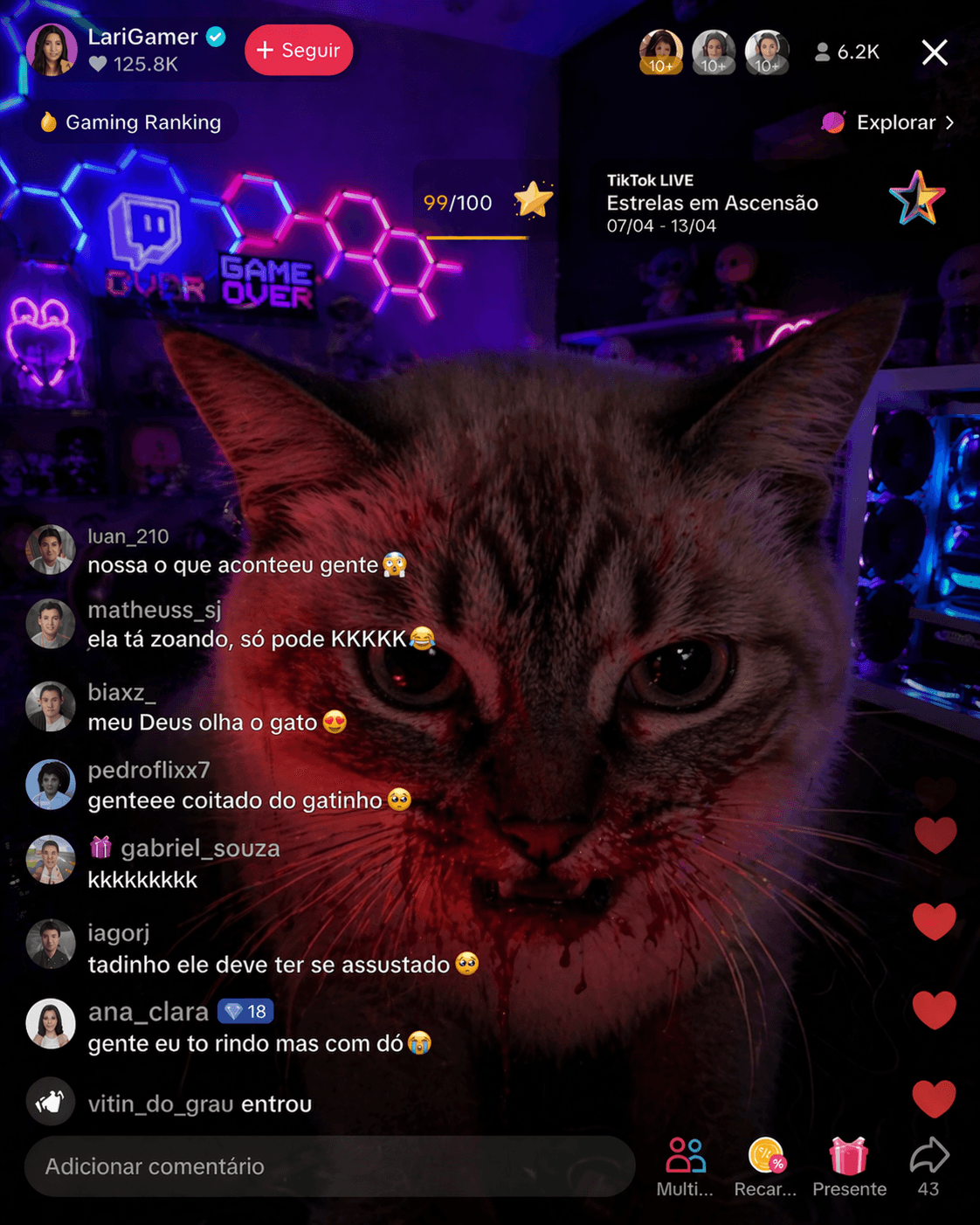 Close do gato
